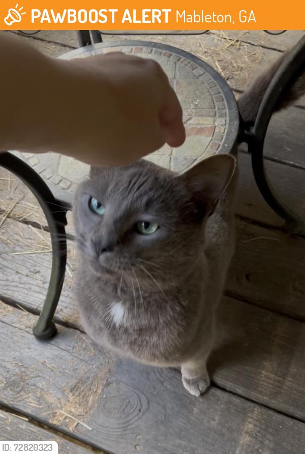 Found/Stray Male Cat last seen Veterans Hwy-Hollowrll and Pebblebrook aroad, Mableton, GA 30126