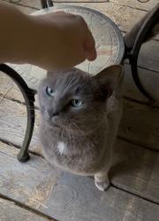 Found/Stray Male Cat last seen Veterans Hwy-Hollowrll and Pebblebrook aroad, Mableton, GA 30126