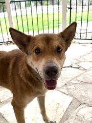 Found/Stray Male Dog last seen Brandywine Condominiums, Austin, TX 78757