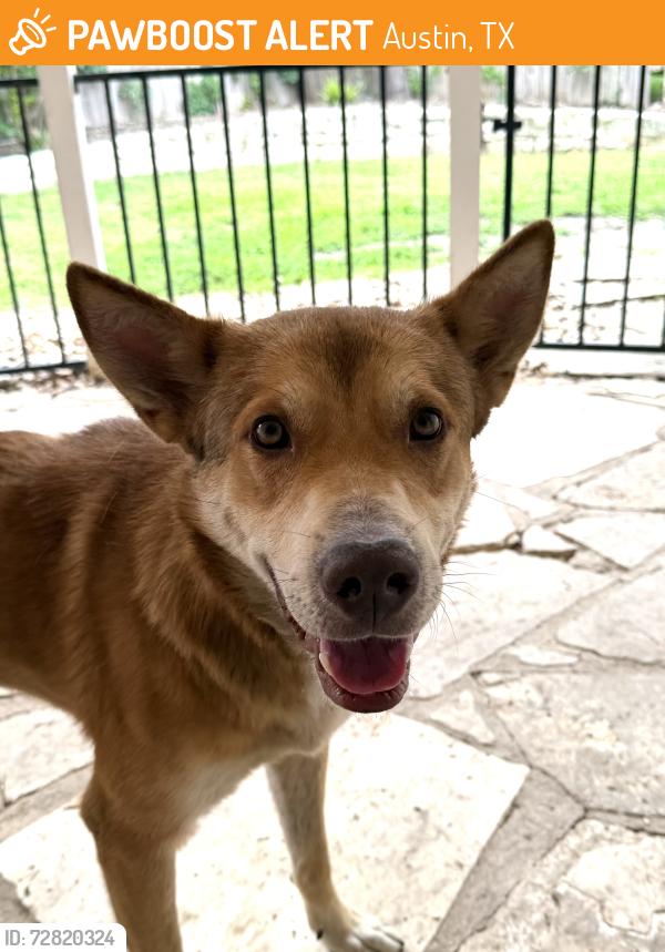 Found/Stray Male Dog last seen Brandywine Condominiums, Austin, TX 78757