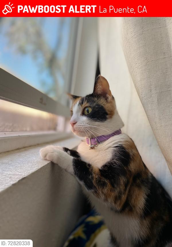 Lost Female Cat last seen Valley blvd, La Puente, CA 91744