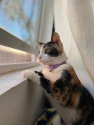Lost Female Cat last seen Valley blvd, La Puente, CA 91744
