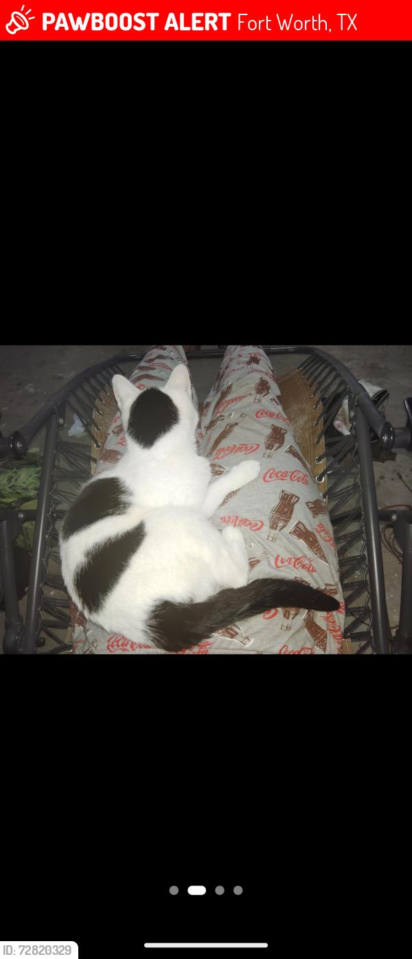 Lost Male Cat last seen Ives St and Burlington avenue , Fort Worth, TX 76108
