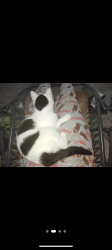 Lost Male Cat last seen Ives St and Burlington avenue , Fort Worth, TX 76108