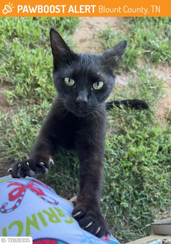 Found/Stray Female Cat last seen Gillenwater and Spencer, Blount County, TN 37801