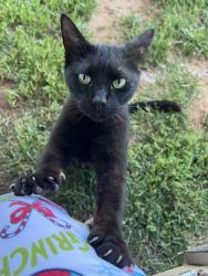 Found/Stray Female Cat last seen Gillenwater and Spencer, Blount County, TN 37801