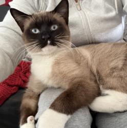 Lost Male Cat last seen Calumet Ave, Michigan St., Hammond, IN 46320