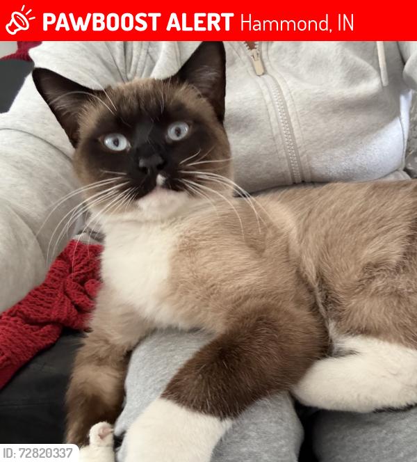 Lost Male Cat last seen Calumet Ave, Michigan St., Hammond, IN 46320