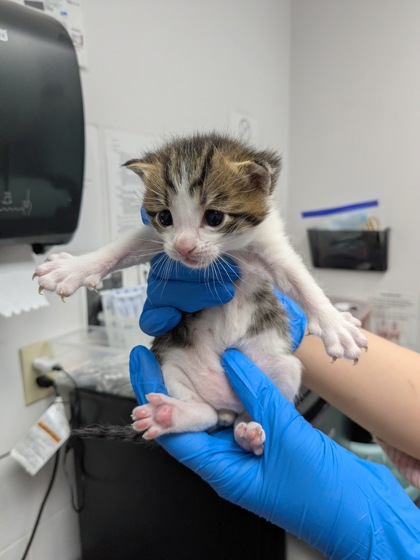 Shelter Stray Male Cat last seen Oakland, CA 94606, Oakland, CA 94601