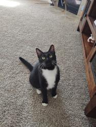 Lost Male Cat last seen Wedgewood Park, Conroe, TX 77304