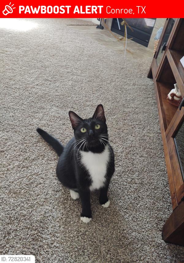 Lost Male Cat last seen Wedgewood Park, Conroe, TX 77304