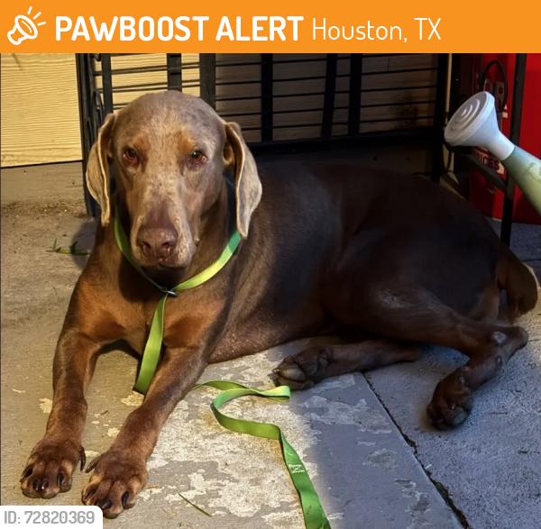 Found/Stray Female Dog last seen Near Willowbrook, Houston, TX 77070