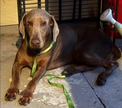 Found/Stray Female Dog last seen Near Willowbrook, Houston, TX 77070