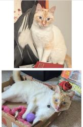 Lost Male Cat last seen Johnson Marina Rd / Forrest Shealey Rd / Lake Murray Elementary , Lake Murray of Richland, SC 29036