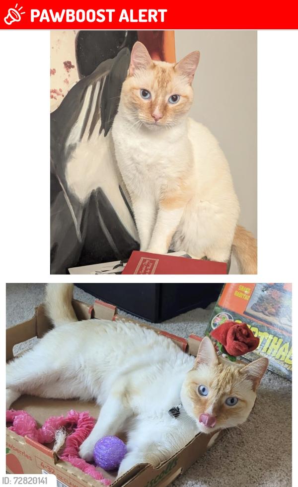 Lost Male Cat last seen Johnson Marina Rd / Forrest Shealey Rd / Lake Murray Elementary , Lake Murray of Richland, SC 29036