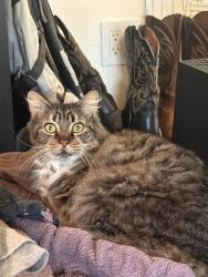 Lost Male Cat last seen Williams Dr , Georgetown, TX 78633