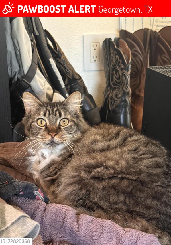 Lost Male Cat last seen Williams Dr , Georgetown, TX 78633