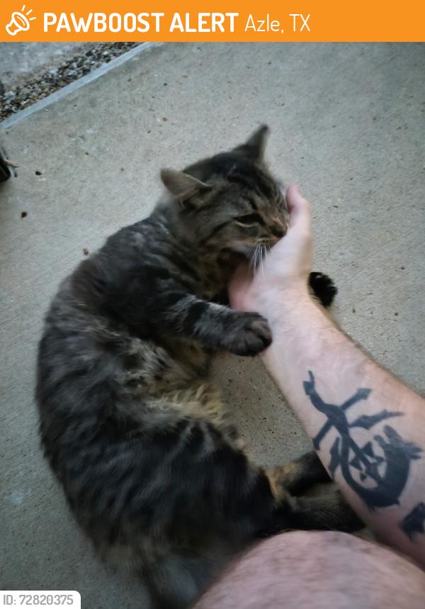 Found/Stray Female Cat last seen Azlewood apmts, Azle, TX 76020
