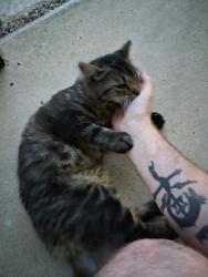 Found/Stray Female Cat last seen Azlewood apmts, Azle, TX 76020
