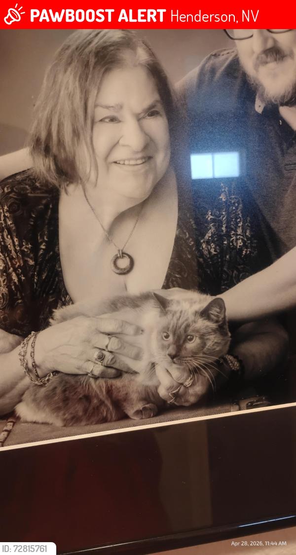 Lost Female Cat last seen Bottle Brush and Roce, Henderson, NV 89015