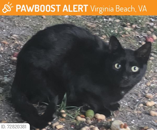 Found/Stray Unknown Cat last seen Aragona and Brinson, Virginia Beach, VA 23455