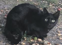 Found/Stray Unknown Cat last seen Aragona and Brinson, Virginia Beach, VA 23455