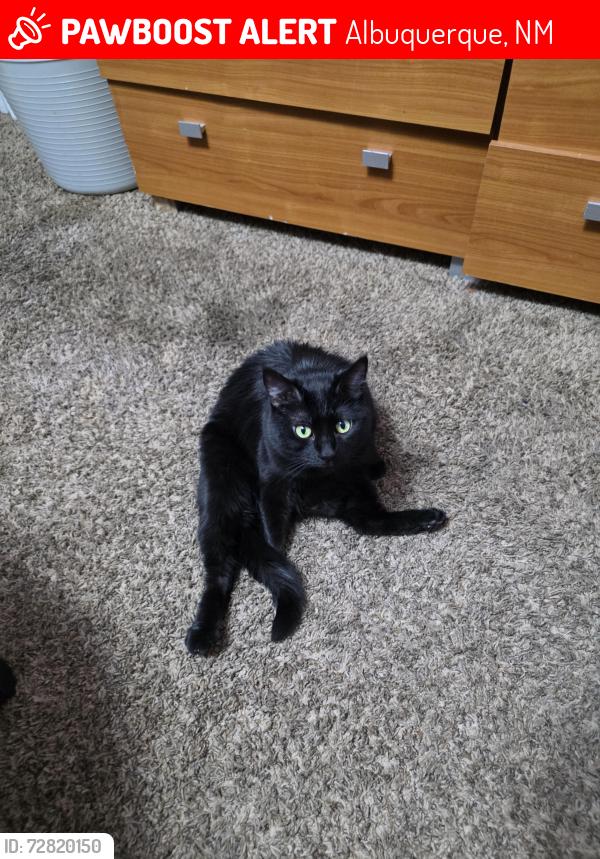 Lost Female Cat last seen Atrisco Vista blvd SW, Albuquerque, NM 87121
