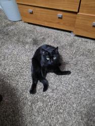 Lost Female Cat last seen Atrisco Vista blvd SW, Albuquerque, NM 87121
