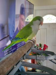 Lost Unknown Bird last seen Colonial Road/Garden Avenue, West Palm Beach, FL, West Palm Beach, FL 33405