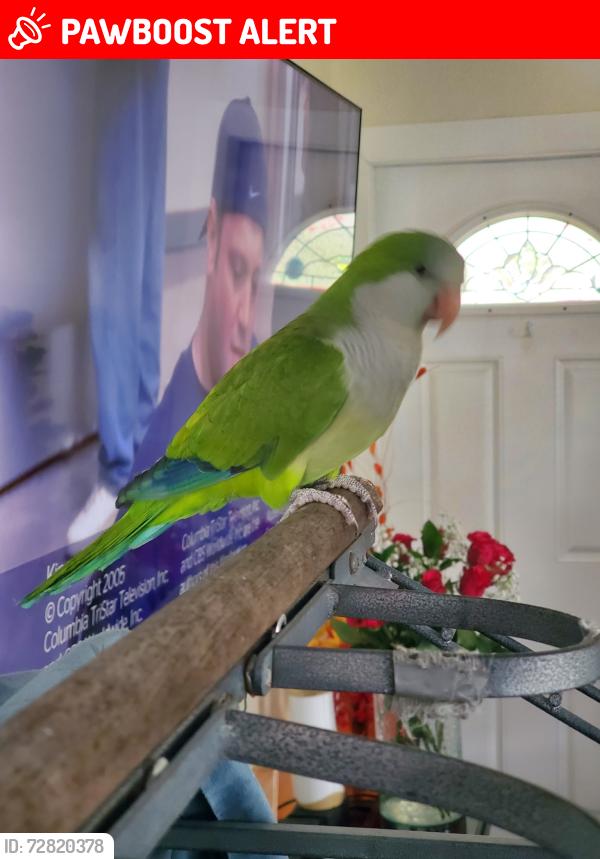 Lost Unknown Bird last seen Colonial Road/Garden Avenue, West Palm Beach, FL, West Palm Beach, FL 33405