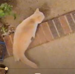 Found/Stray Unknown Cat last seen Orchard Farms, Greenville County, SC 29681
