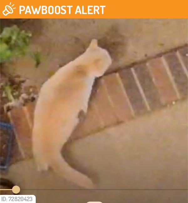 Found/Stray Unknown Cat last seen Orchard Farms, Greenville County, SC 29681