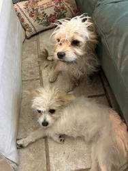 Found/Stray Female Dog last seen 72nd Place & East Pierce St, Scottsdale, AZ 85257
