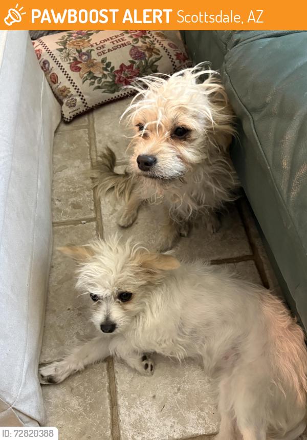Found/Stray Female Dog last seen 72nd Place & East Pierce St, Scottsdale, AZ 85257