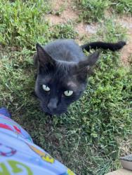 Found/Stray Female Cat last seen Spencer drive and Hutton Ridge, Blount County, TN 37801
