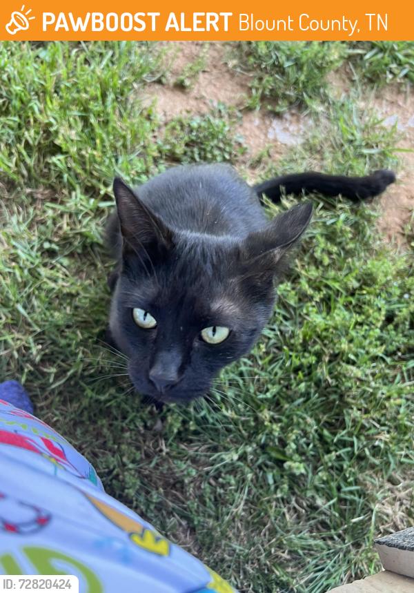 Found/Stray Female Cat last seen Spencer drive and Hutton Ridge, Blount County, TN 37801