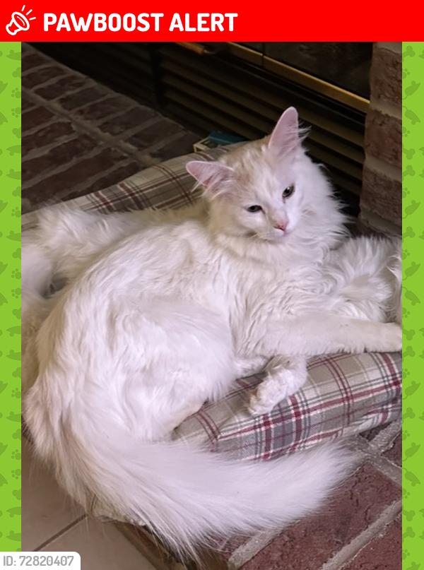 Lost Male Cat last seen Jugtown and Pineblutf, Goose Lake Township, IL 60450