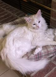 Lost Male Cat last seen Jugtown and Pineblutf, Goose Lake Township, IL 60450
