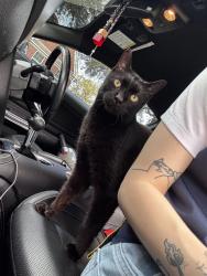 Lost Male Cat last seen South Shore Harbor, League City, TX 77573