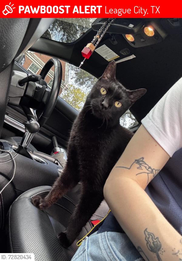 Lost Male Cat last seen South Shore Harbor, League City, TX 77573