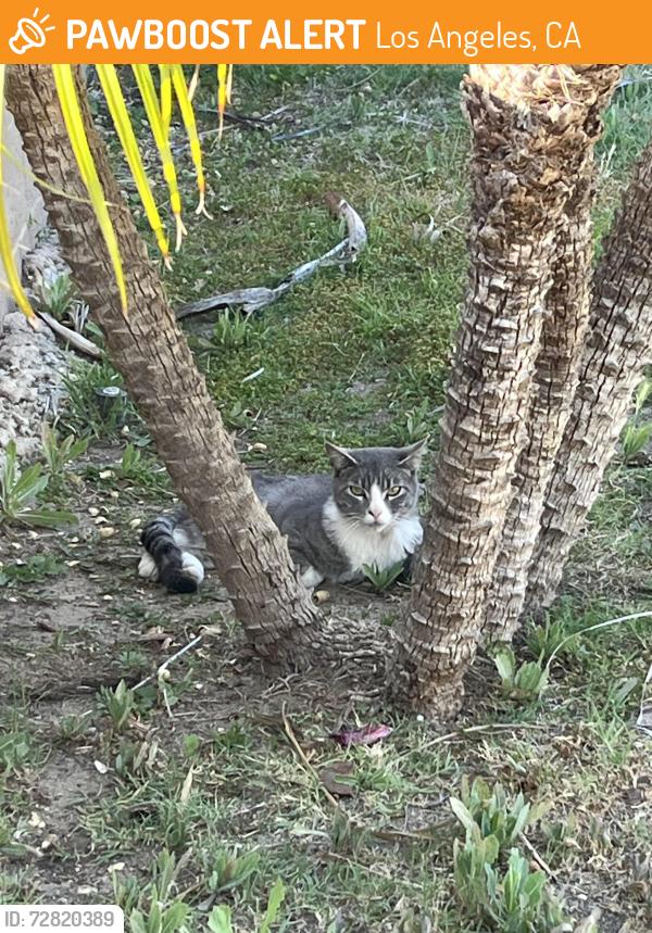 Found/Stray Unknown Cat last seen Bryant & Independent , Los Angeles, CA 91304