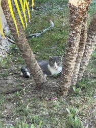 Found/Stray Unknown Cat last seen Bryant & Independent , Los Angeles, CA 91304