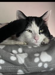 Lost Male Cat last seen Coventry c bridge 14 , Warwickshire, England 