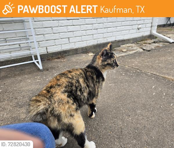 Found/Stray Female Cat last seen CR 987, Kaufman, TX 75142