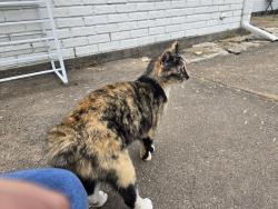 Found/Stray Female Cat last seen CR 987, Kaufman, TX 75142