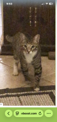 Lost Male Cat last seen Houser and Panama in Modesto , Modesto, CA 95351