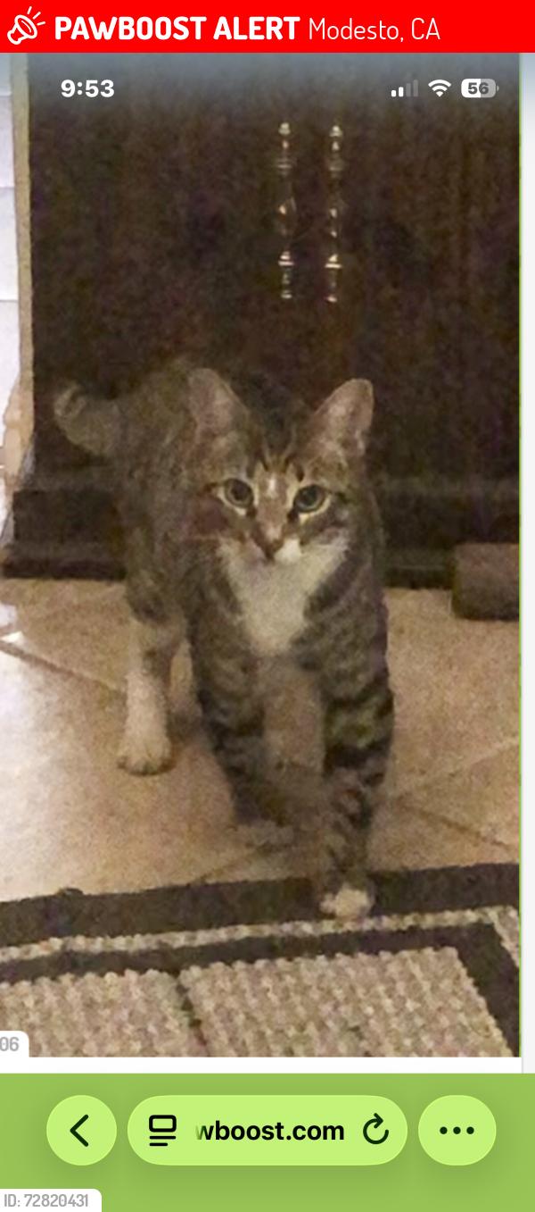 Lost Male Cat last seen Houser and Panama in Modesto , Modesto, CA 95351