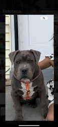 Lost Male Dog last seen Serca de arcadea un 7th street , Louisville, KY 40215