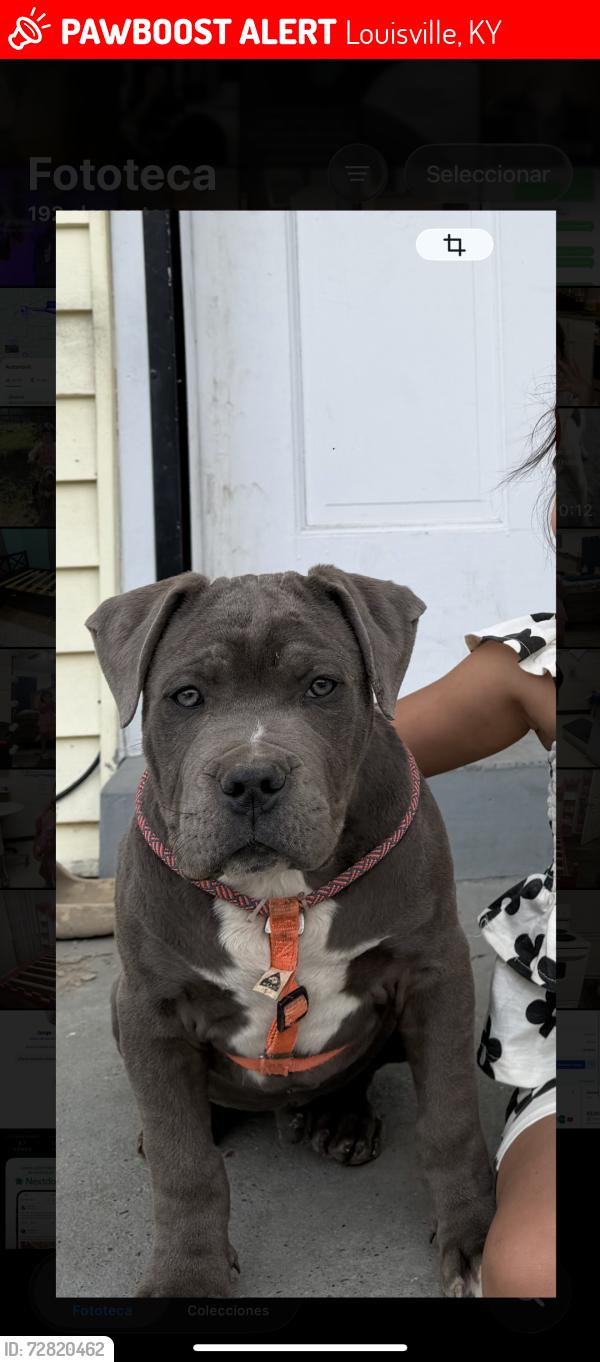 Lost Male Dog last seen Serca de arcadea un 7th street , Louisville, KY 40215