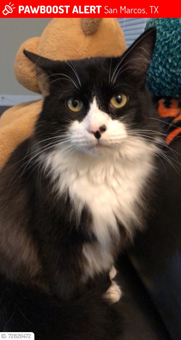 Lost Male Cat last seen Bowie Elementary, San Marcos, TX 78666